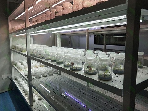 济宁植物组织培养实验室设计建设方案
